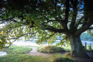 Chene de pluneret — photographie de paysage breton de Franck Besrest