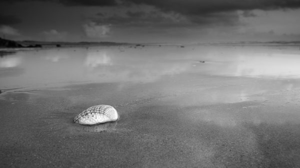 Coquillage — Plage de Plouharnel