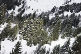 Forêt de sapins sous la neige — photographie de montagne de Franck Besrest