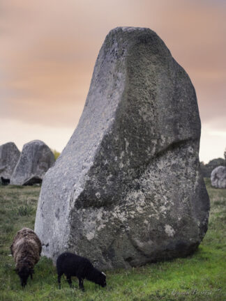 Menhirs et mouton, gardiens du pré — photographie des mégalithes de Carnac de Franck Besrest