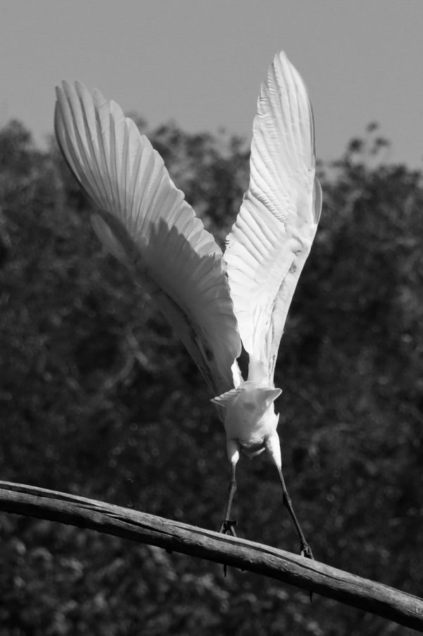 Oiseau de dos