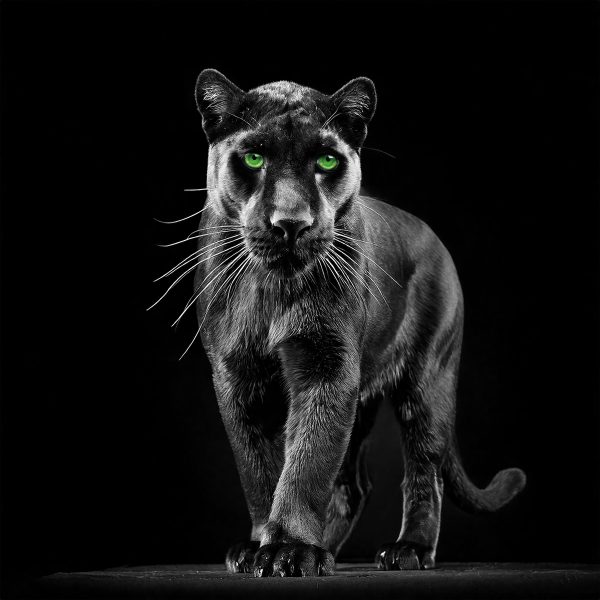 Panthère noire