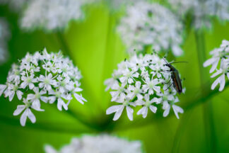 ail-des-ours-oedemere-noble-macro — photographie animalière de Franck Besrest
