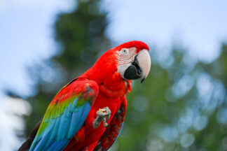 ara-macao-tete — photographie animalière de Franck Besrest