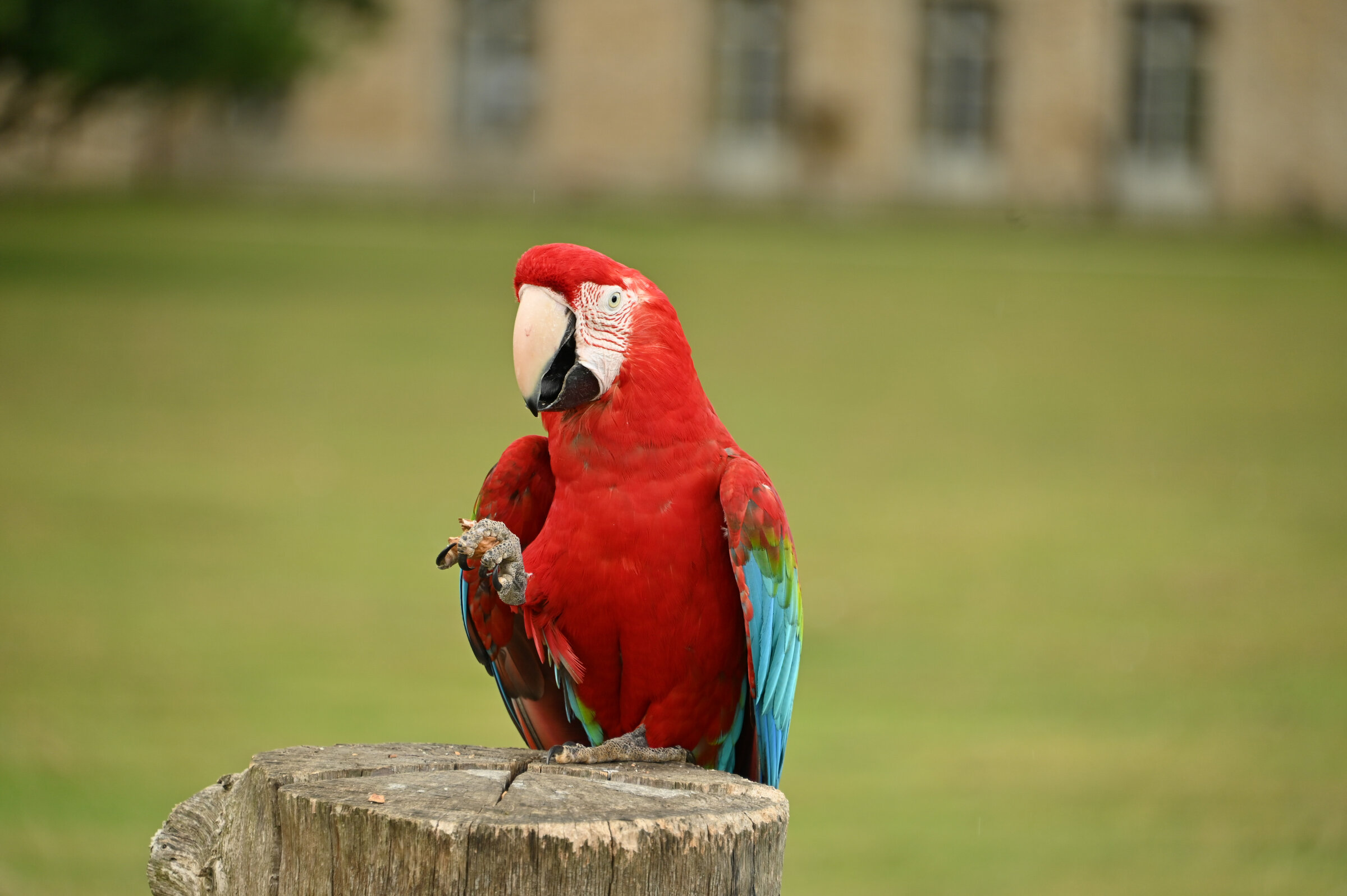 ara-perroquet-02 — photographie animalière de Franck Besrest