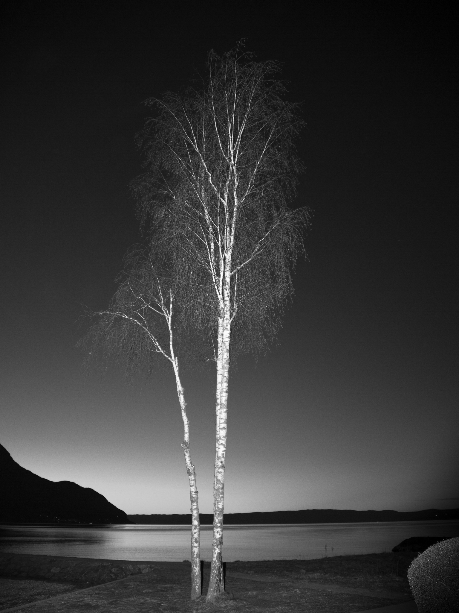 Arbres Le Bouleau — photographie de voyage de Franck Besrest