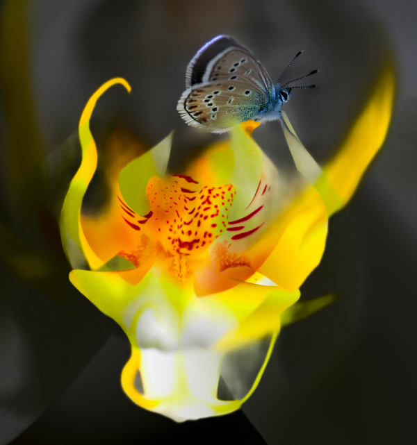 Art floral