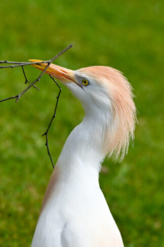 bubulcus-ibis-heron-brindille — photographie animalière de Franck Besrest