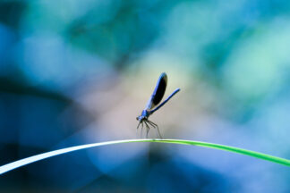 calopteryx-virgo-riviere — photographie animalière de Franck Besrest