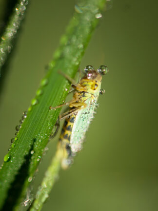 cicadellidae-cicadelle-01 — photographie animalière de Franck Besrest