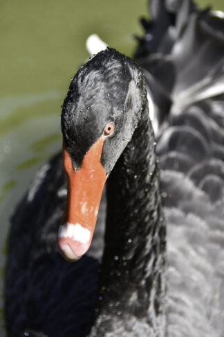cygnus-atratus-noir-nocturne — photographie animalière de Franck Besrest