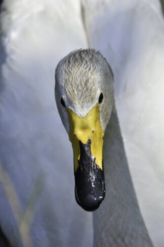 cygnus-cygnus-chanteur-bec-02 — photographie animalière de Franck Besrest