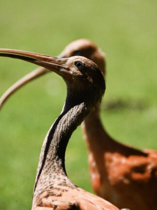 eudocimus-ruber-ibis-cou — photographie animalière de Franck Besrest