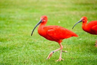 eudocimus-ruber-ibis-plumage — photographie animalière de Franck Besrest