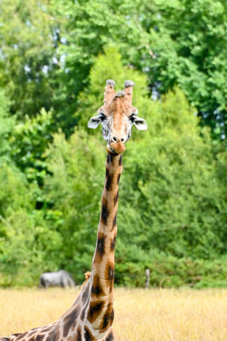 giraffa-camelopardalis-portrait — photographie animalière de Franck Besrest