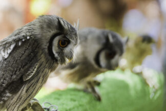 Trio de Chouette — photographie animalière de Franck Besrest