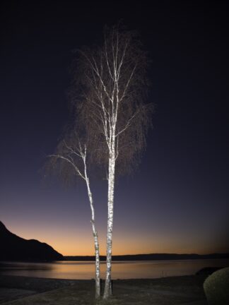 le bouleau du lac leman — photographie de paysage breton de Franck Besrest