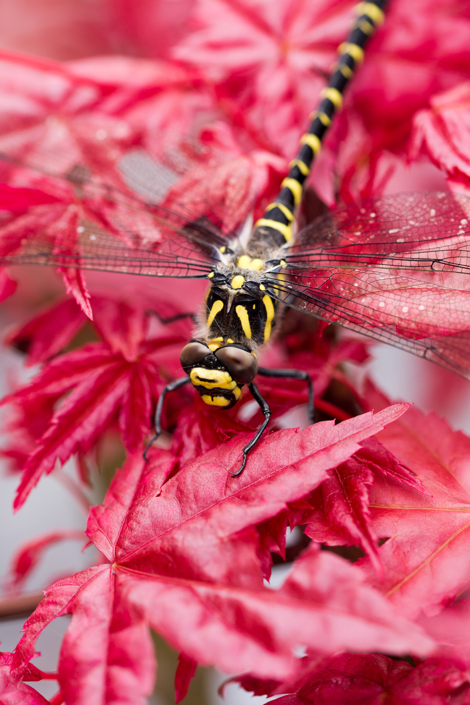 libellule-cordulegastre-annele-erable-rouge — photographie animalière de Franck Besrest