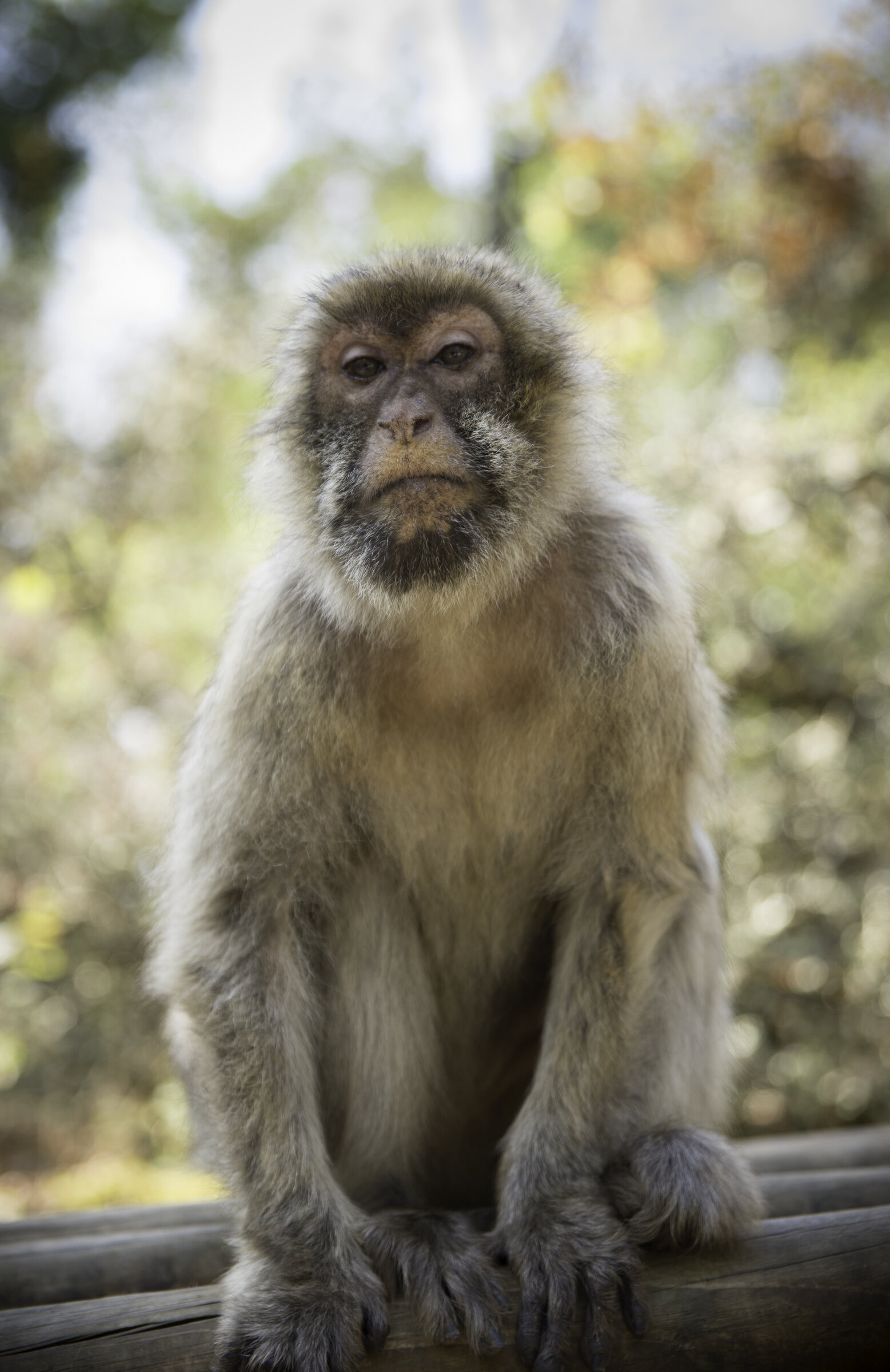 macaca-sylvanus-magot-barriere — photographie animalière de Franck Besrest
