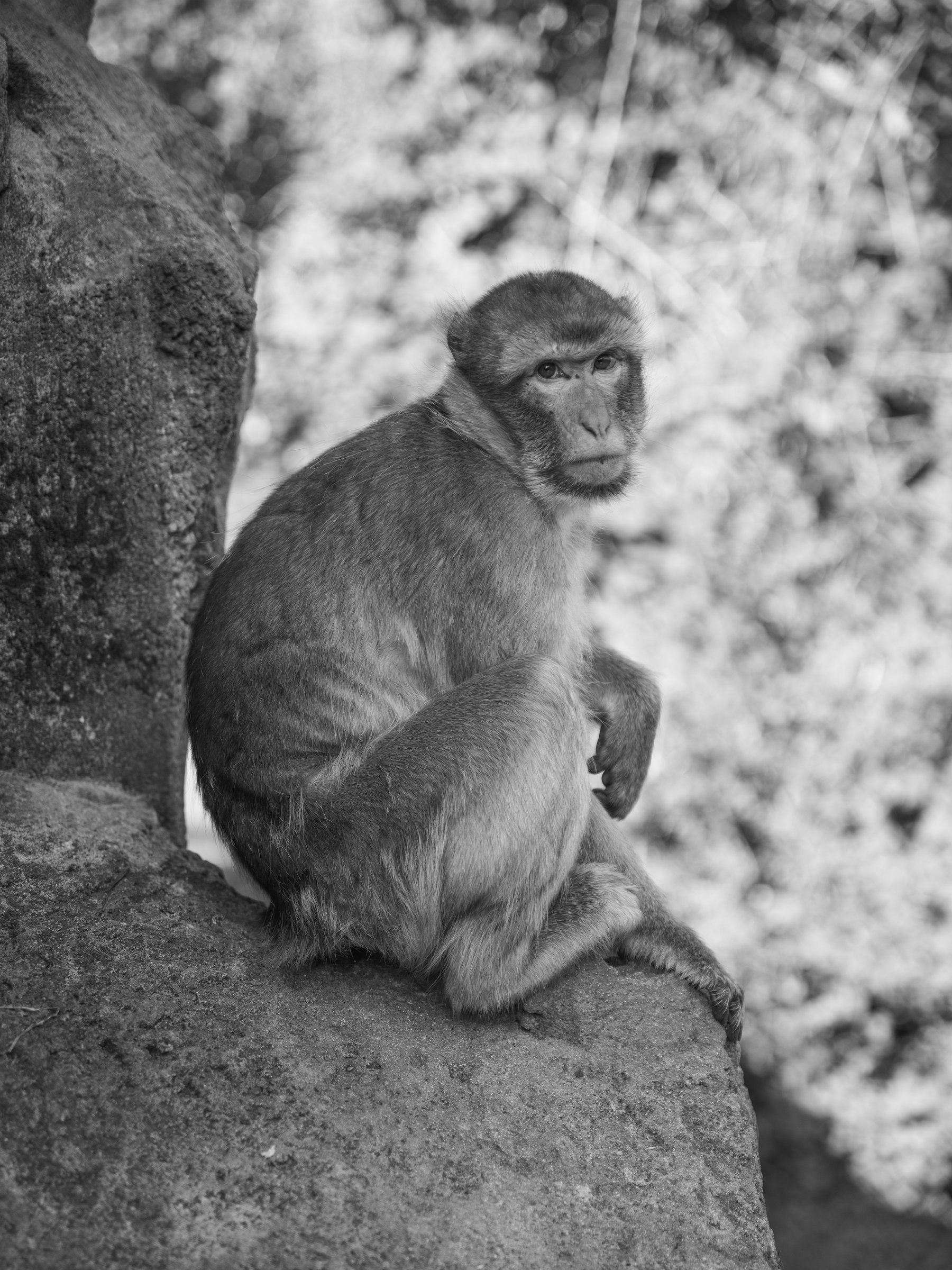 macaca-sylvanus-magot-meditation — photographie animalière de Franck Besrest