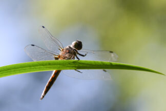odonata-libellule-herbe — photographie animalière de Franck Besrest