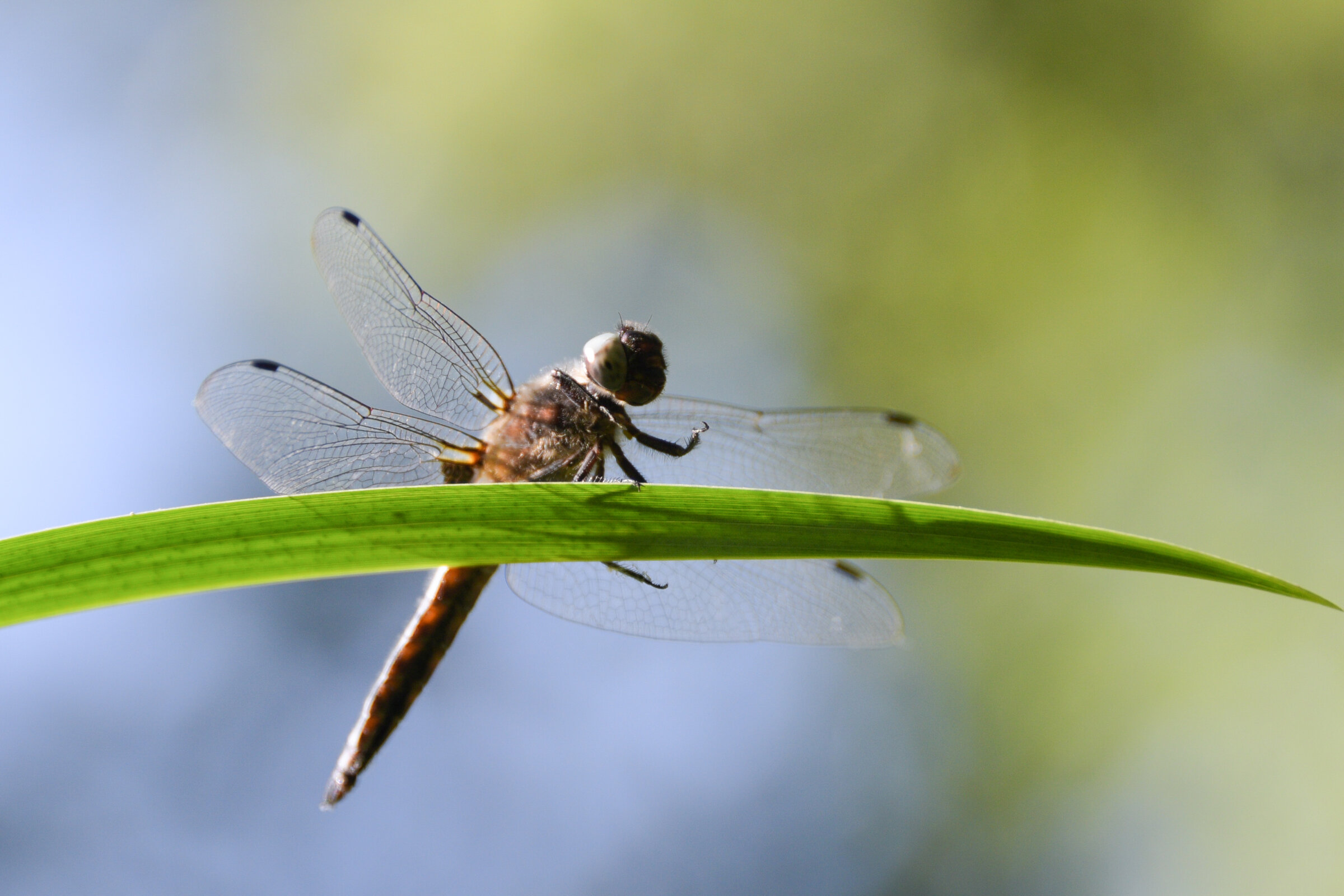 odonata-libellule-herbe — photographie animalière de Franck Besrest