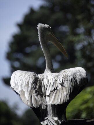 oiseau-tropical-branfere-08 — photographie animalière de Franck Besrest