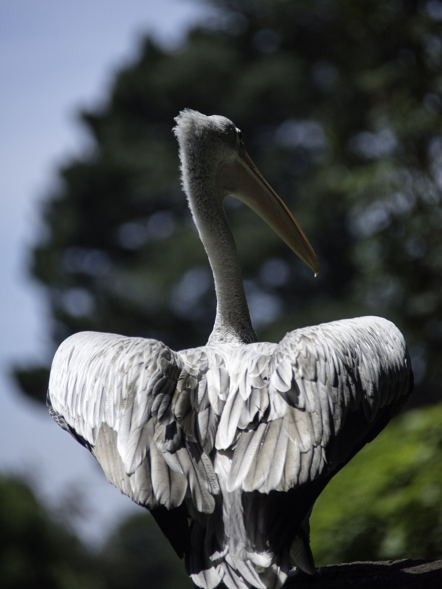oiseau-tropical-branfere-08 — photographie animalière de Franck Besrest
