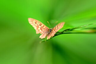 papillon-tircis-pararge-aegeria — photographie animalière de Franck Besrest