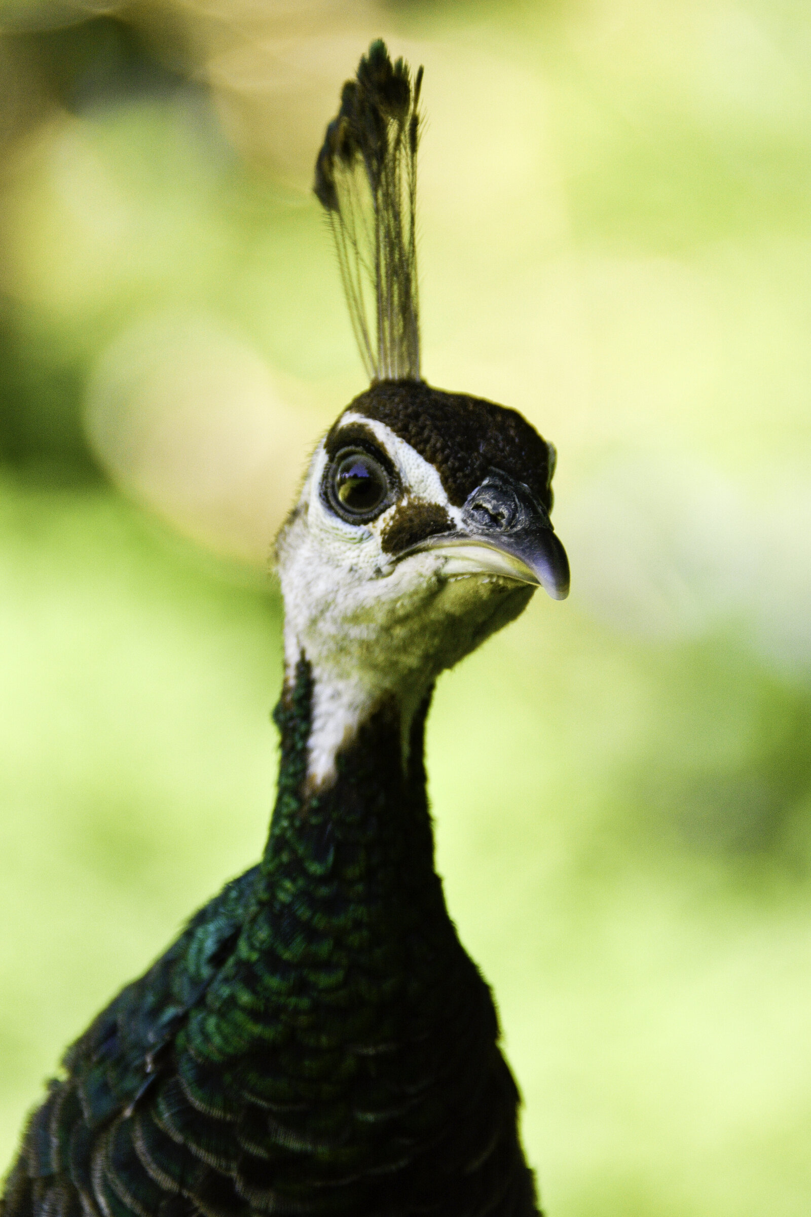 pavo-cristatus-paonne-panache — photographie animalière de Franck Besrest