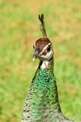 pavo-cristatus-paonne-tete — photographie animalière de Franck Besrest