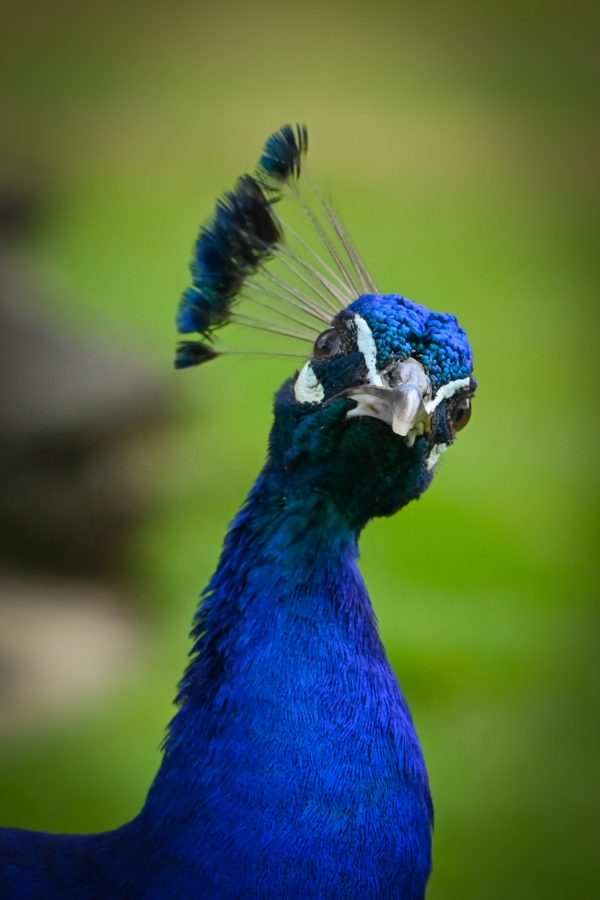 Portrait — Paon bleu