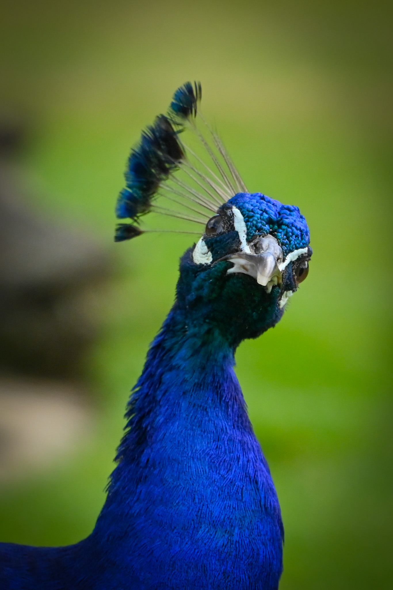 Animaux