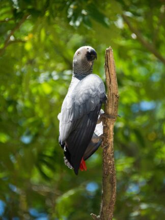 psittacus-erithacus-gris-gabon — photographie animalière de Franck Besrest