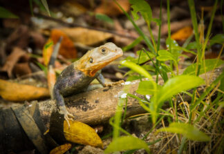 varanus-lezard-gabon — photographie animalière de Franck Besrest